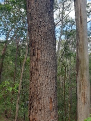 Corymbia trachyphloia