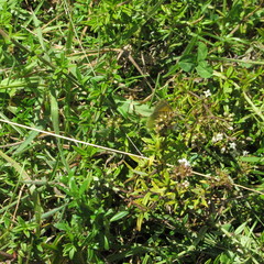 Galianthe bogotensis