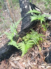 Davallia solida pyxidata