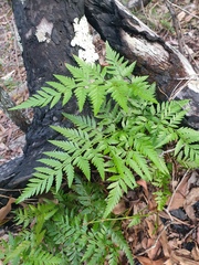 Davallia solida pyxidata