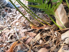 Davallia solida pyxidata