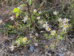 Aphanostephus skirrhobasis thalassius