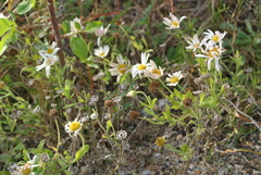Aphanostephus skirrhobasis thalassius