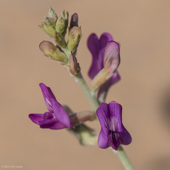 Astragalus lentiginosus borreganus