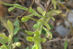 Aphanostephus skirrhobasis thalassius