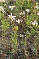 Aphanostephus skirrhobasis thalassius