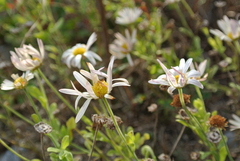 Aphanostephus skirrhobasis thalassius