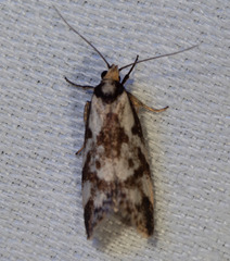 Palimmeces variegata
