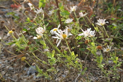 Aphanostephus skirrhobasis thalassius