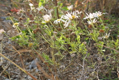 Aphanostephus skirrhobasis thalassius