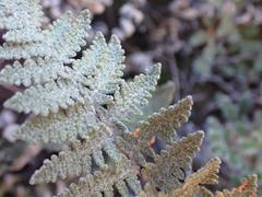 Myriopteris lindheimeri