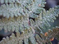 Myriopteris lindheimeri