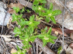 Alternanthera nana