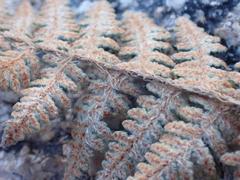 Myriopteris lindheimeri