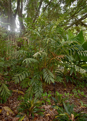 Calyptrocalyx doxanthus