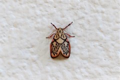 Miltochrista irregularis