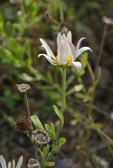 Aphanostephus skirrhobasis thalassius