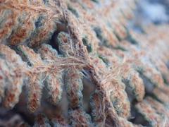 Myriopteris lindheimeri