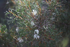 Hakea lissocarpha