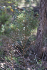 Hakea lissocarpha