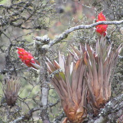 Tillandsia turneri