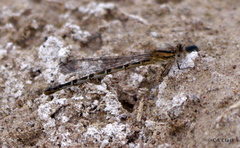 Argia alberta