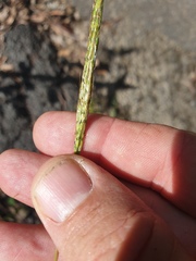 Bothriochloa decipiens