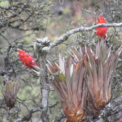 Tillandsia turneri