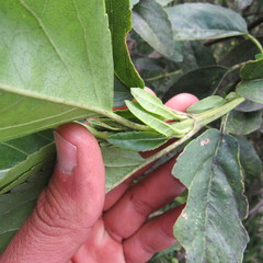 Ageratina tinifolia