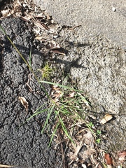 Bothriochloa decipiens