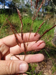 Capillipedium spicigerum