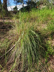 Capillipedium spicigerum