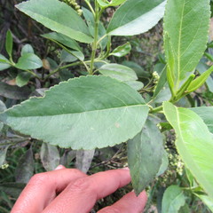 Ageratina tinifolia