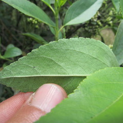 Ageratina tinifolia