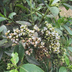 Ageratina tinifolia