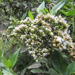 Ageratina tinifolia