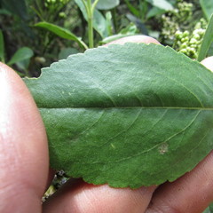 Ageratina tinifolia