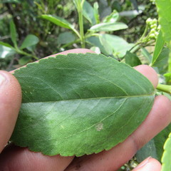 Ageratina tinifolia