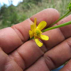 Ranunculus geranioides
