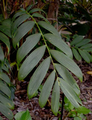 Calyptrocalyx doxanthus