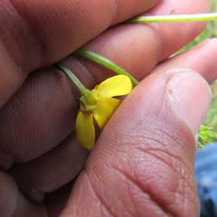 Ranunculus geranioides