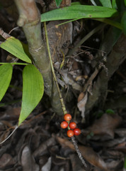 Calyptrocalyx doxanthus
