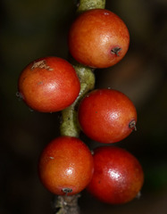Calyptrocalyx doxanthus