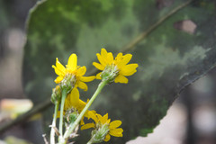 Packera toluccana