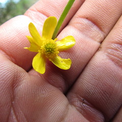 Ranunculus geranioides