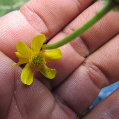 Ranunculus geranioides