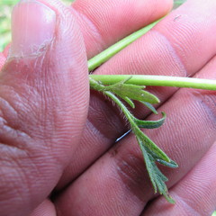 Ranunculus geranioides