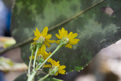 Packera toluccana