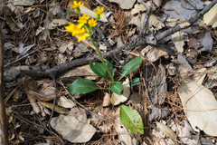 Packera toluccana