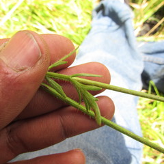 Ranunculus geranioides